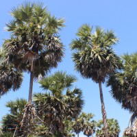 Arecaceae